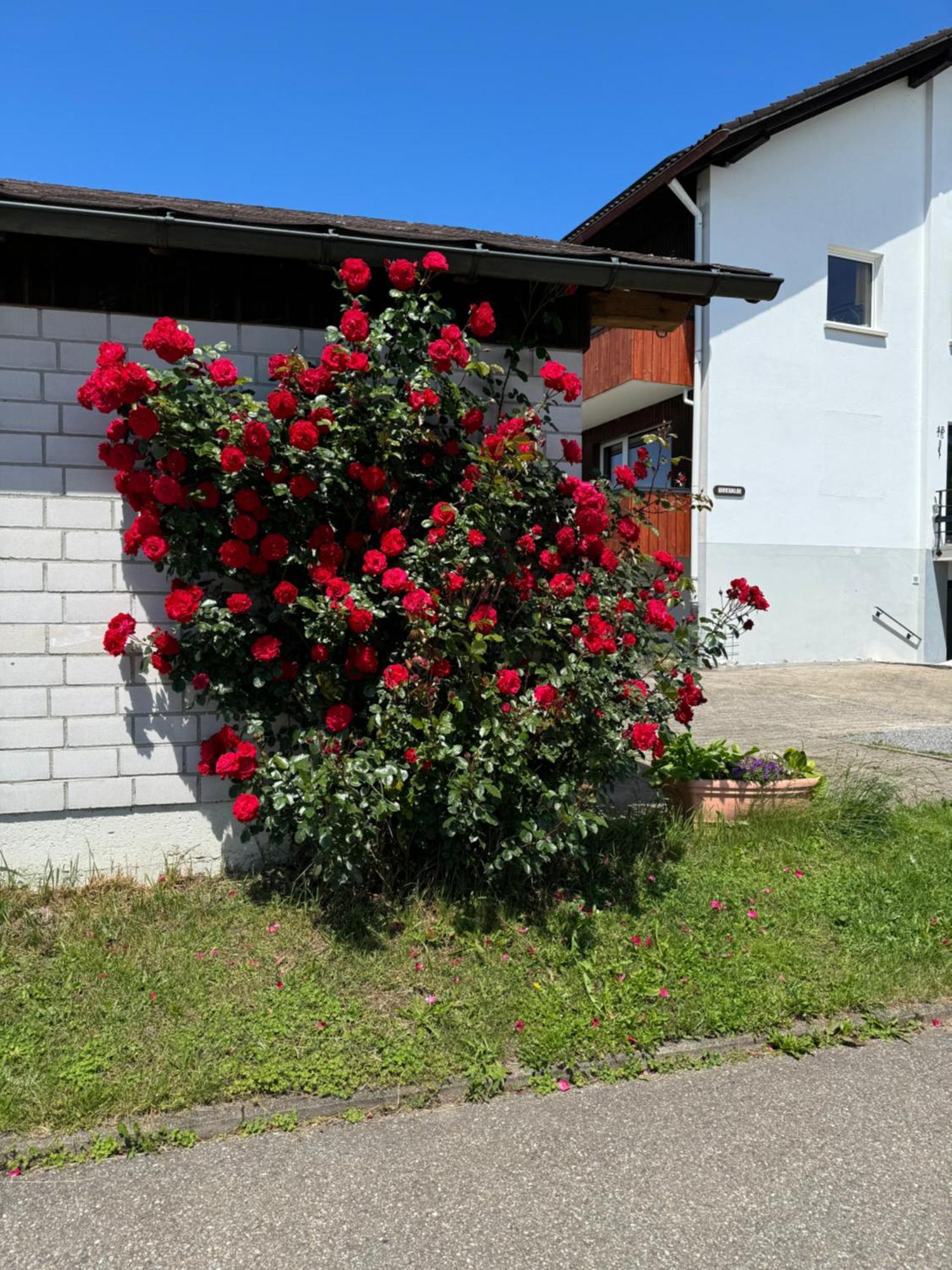 Apartament Haus Waldeck Ühlingen-Birkendorf Zewnętrze zdjęcie